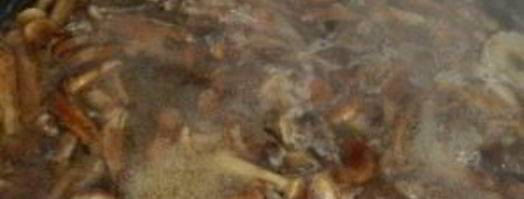 маринованные опята с горчицей. Шаг 4