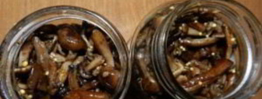 маринованные опята с горчицей. Шаг 7