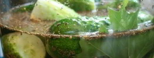 огурцы холодным способом на зиму. Шаг 4