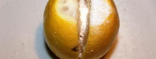 соленые лимоны по-мароккански. Шаг 5