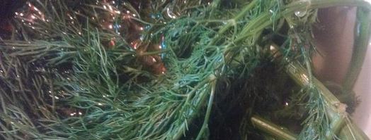 срочные малосольные огурцы. Шаг 5