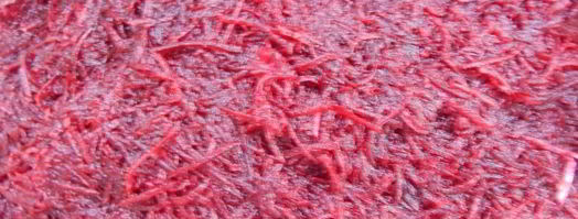 свекольный гравлакс — малосольный лосось. Шаг 5