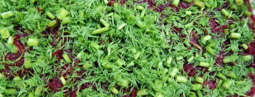 свекольный гравлакс — малосольный лосось. Шаг 6