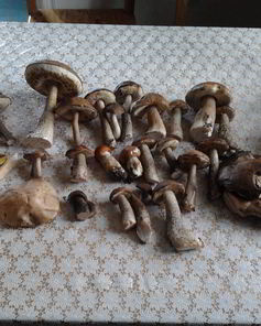 Сушеные грибы