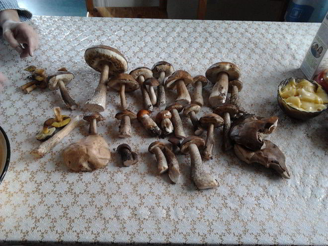 Рецепт сушеных грибов