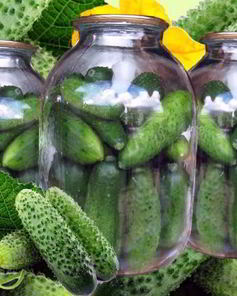 Свежие огурцы на зиму