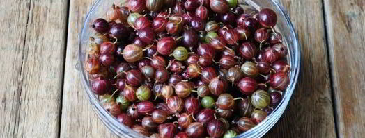 конфитюр из крыжовника. Шаг 6