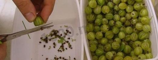 варенье из крыжовника изумрудное. Шаг 3