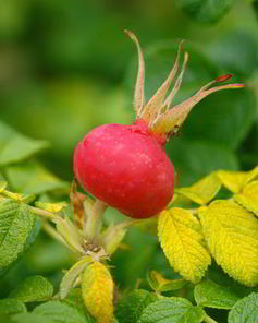 Варенье из шиповника