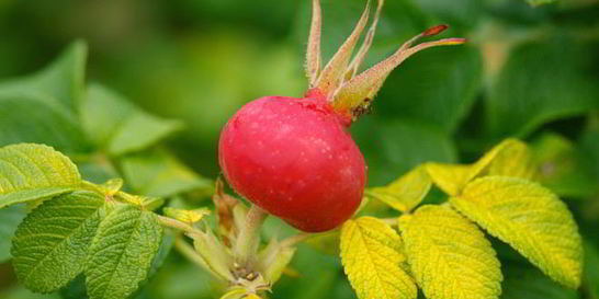 Варенье из шиповника