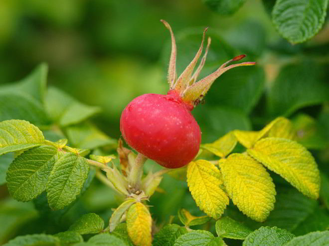 Рецепт варенья из шиповника