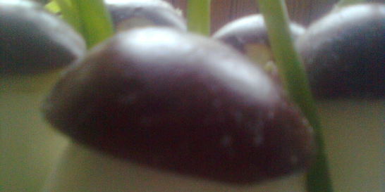 Фаршированые яйца с фаршем