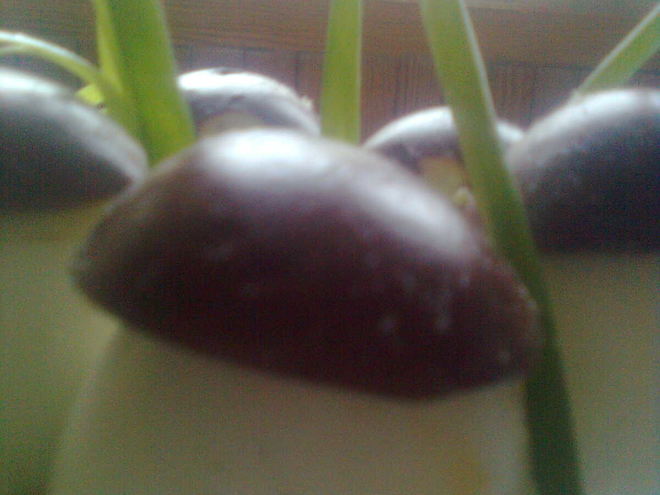 Рецепт фаршированых яиц с фаршем