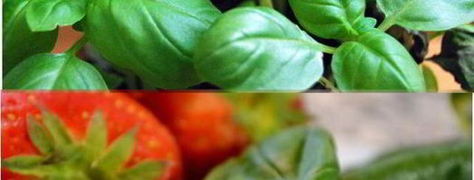 гренки с хамоном и клубникой. Шаг 3