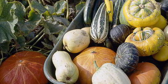 Вкусная икра из патиссонов