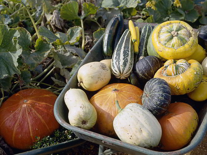 Рецепт вкусной икры из патиссонов