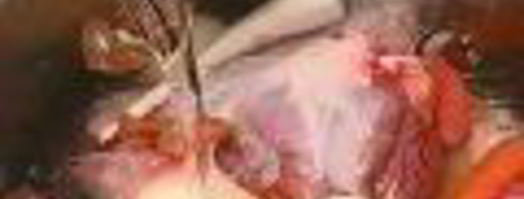 холодец гояжьей рульки и копыта. Шаг 7