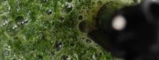 запеченный паштет из печени кролика со вкусом нового года. Шаг 10