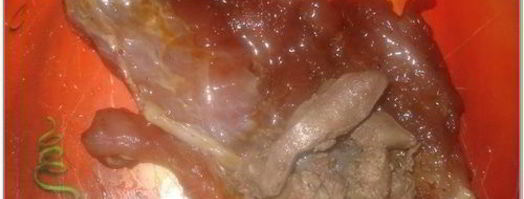 мясные рулетики с куриной печенью и перцем. Шаг 5