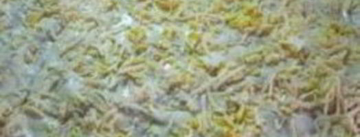 рулет из лаваша с сыром. Шаг 3