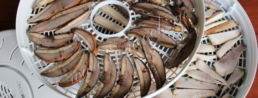 сушка грибов в сушилке. Шаг 8