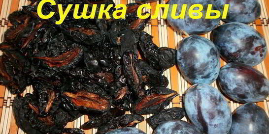 Сушка слив в электросушилке