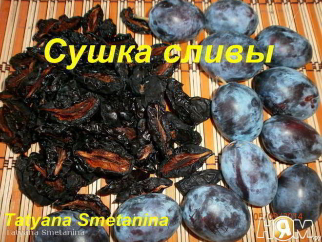 Рецепт сушки слив в электросушилке