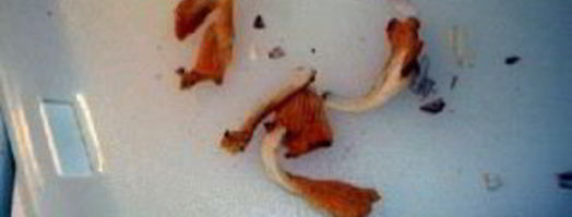 сэндвич с грибами. Шаг 7