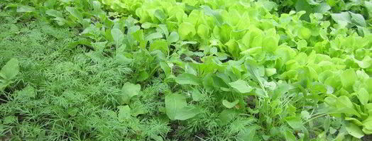 тарт творожный с зеленью. Шаг 7